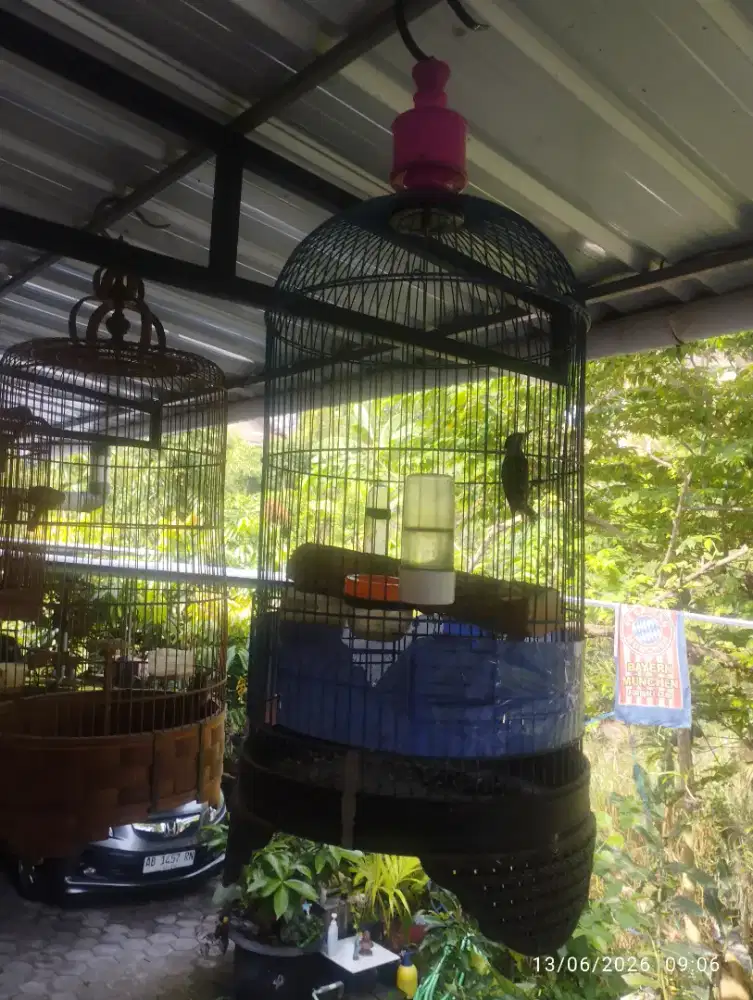 Burung buat masteran