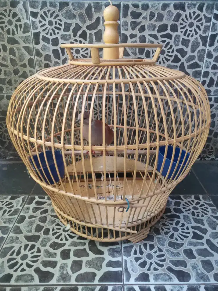 Burung Puter Jantan