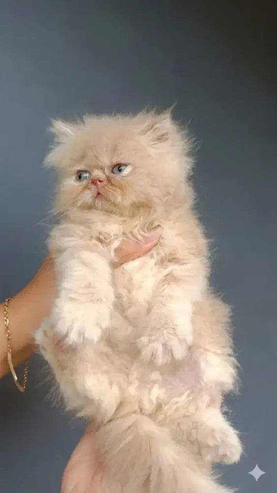 KUCING BETINA PEAKNOSE