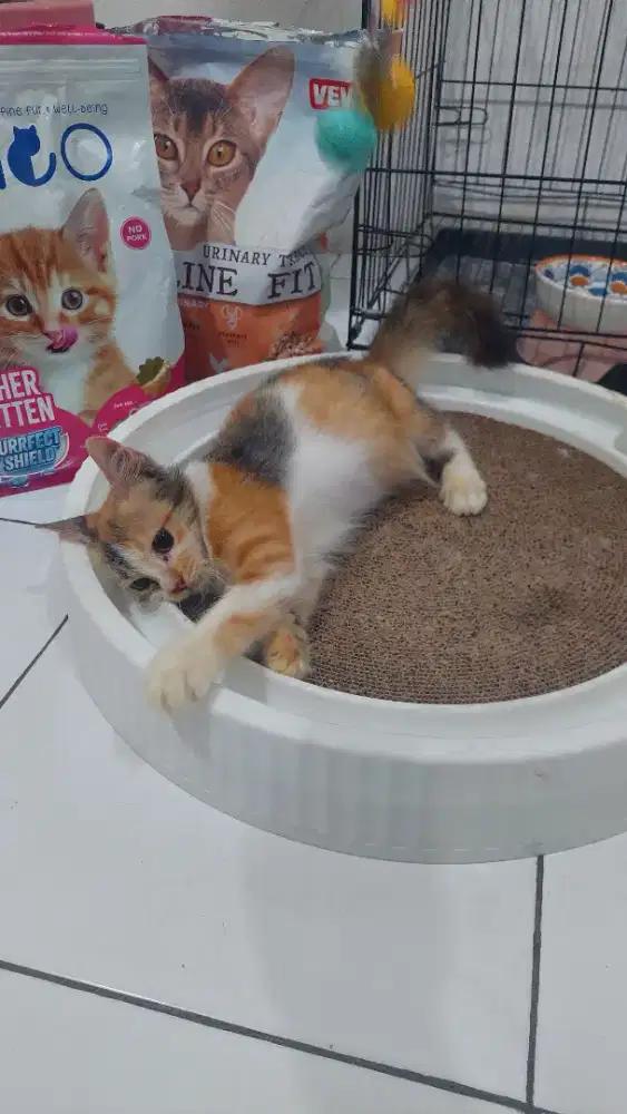 Kucing persia medium calico
