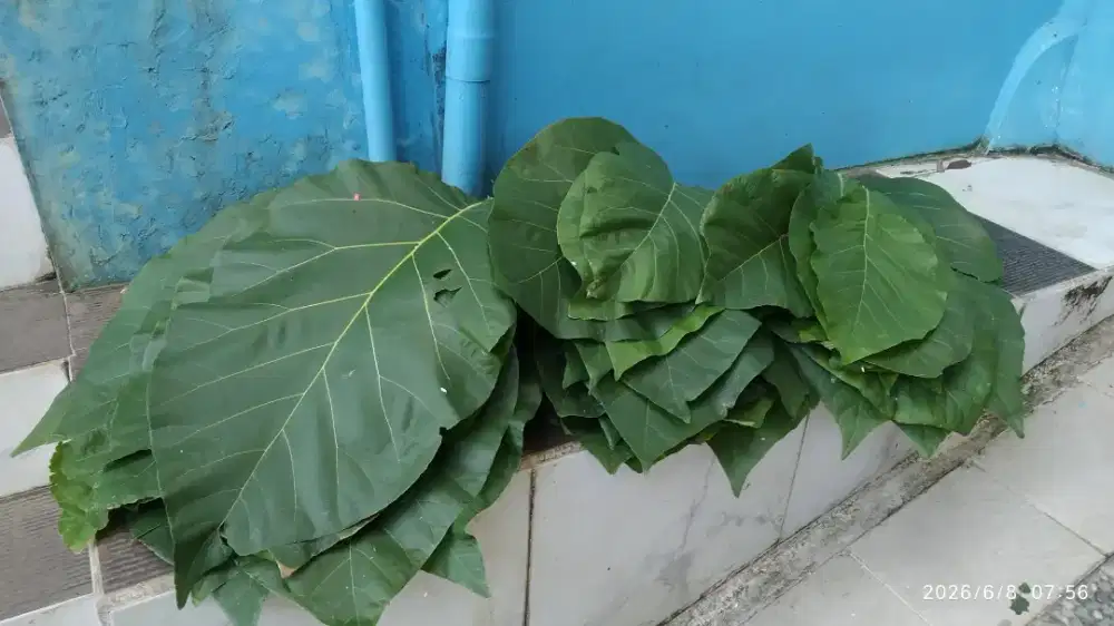 Daun Jati segar
