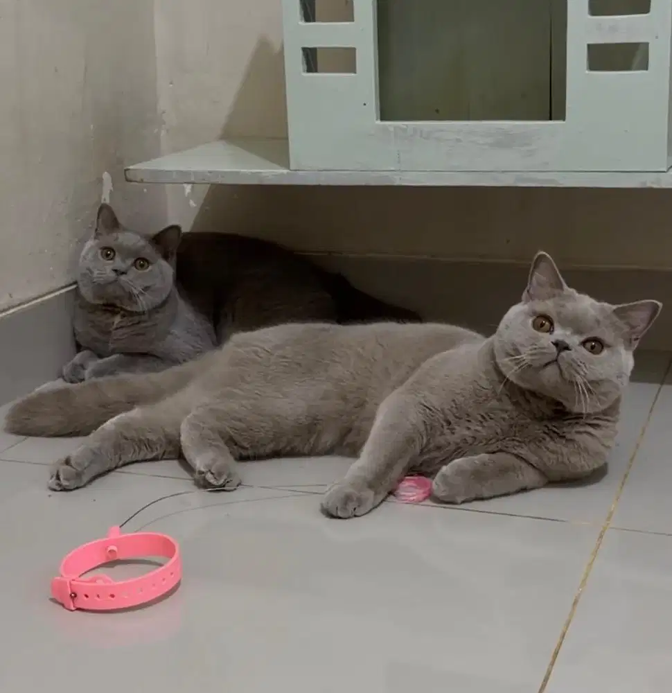 Kucing british shorthair anakan import