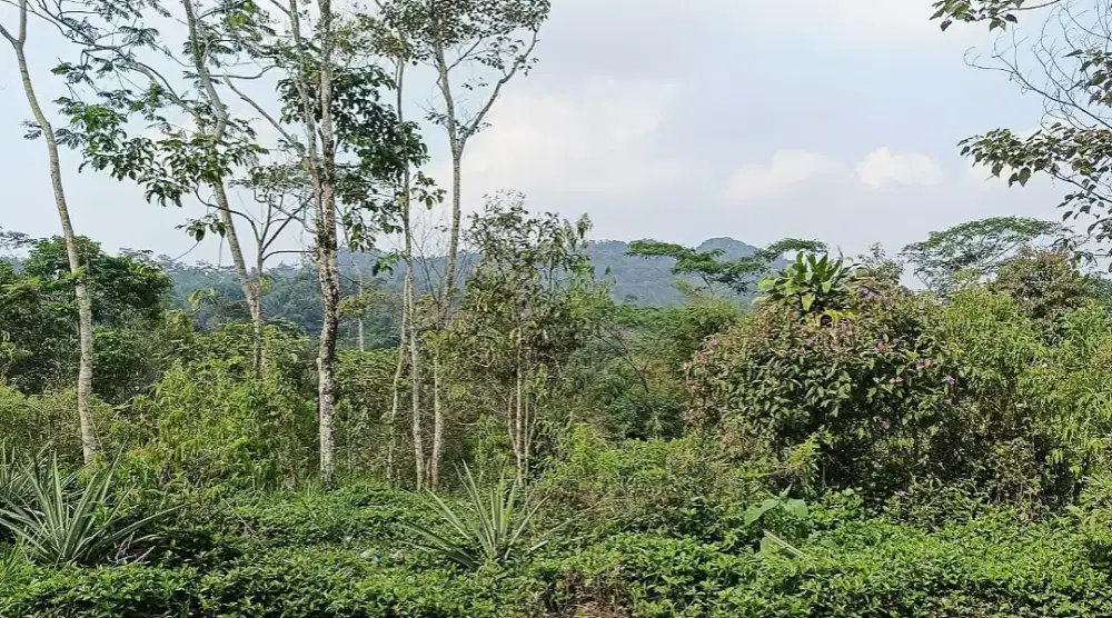 Dijual murah Tanah di Panawangan Ciamis pinggir jalan dekat ke pasar