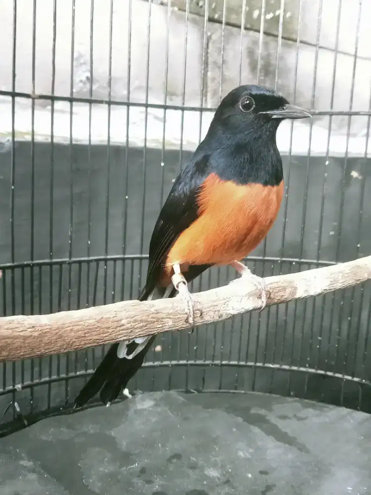Burung g murai gacor