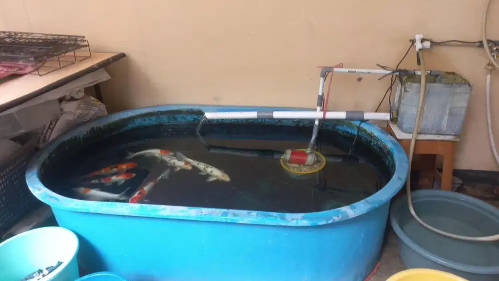 Bak Fiber Ikan Koi