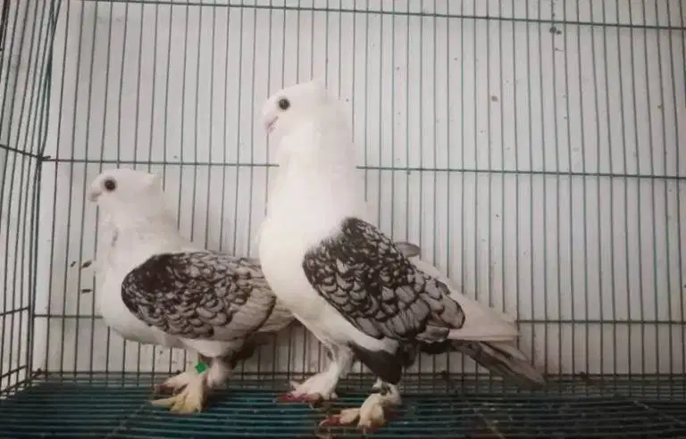 Merpati Blacklace Sejodoh