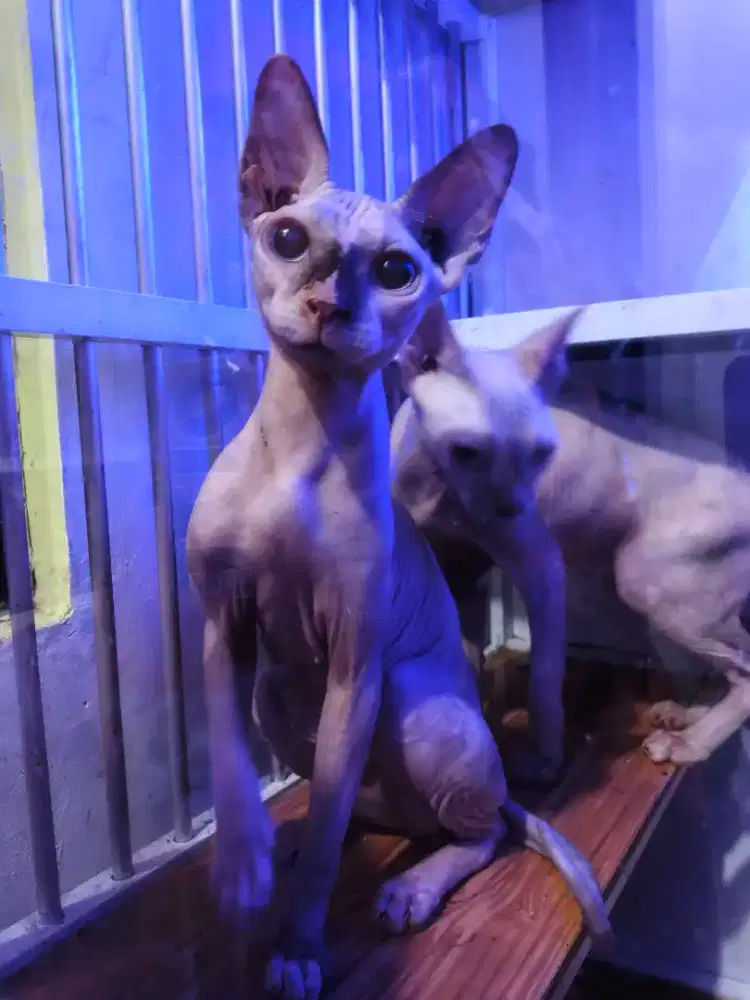 Kucing Sphynx betina 1.8 tahun 2 ekor