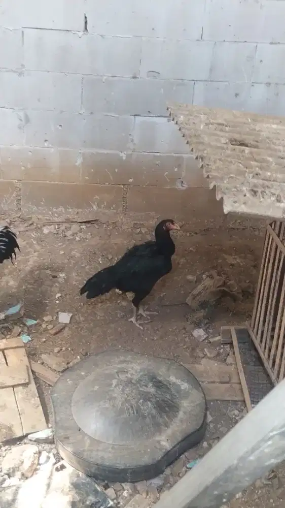 Ayam betina, bangko clasic x bangkok selatan