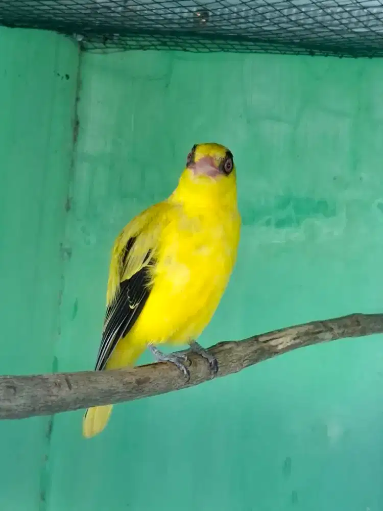 JUAL BURUNG KEPODANG KLANGENAN SEHAT NO CACAT