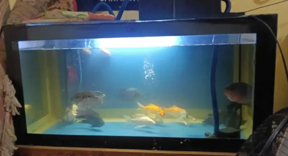 Aquarium ikan hias full set