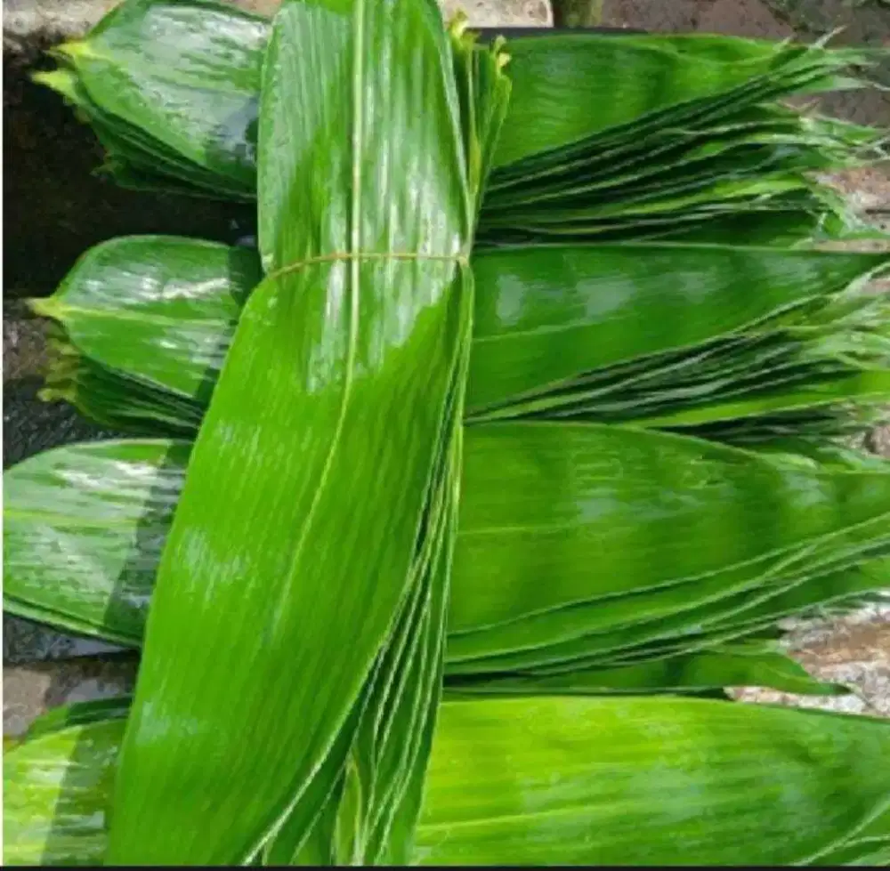 Daun bambu segar