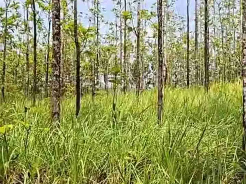 Di jual tanah sudah di tanam jati.harga sangat ekonomis legalitas SHM.sangat cocok untuk pertanian dan perkebunan