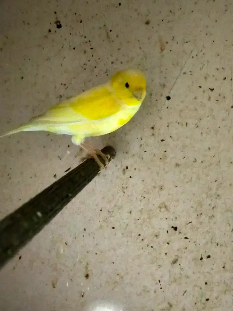 Burung kenari betina menuju siapan