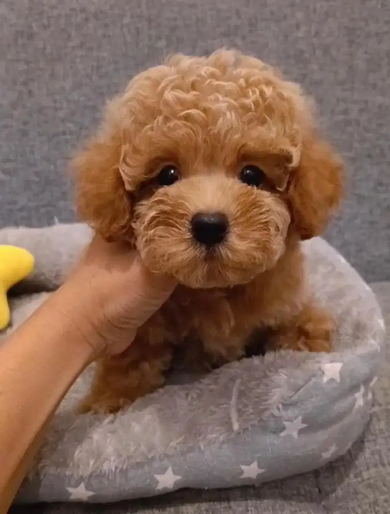 Tiny Poodle Stambum Super Quality
