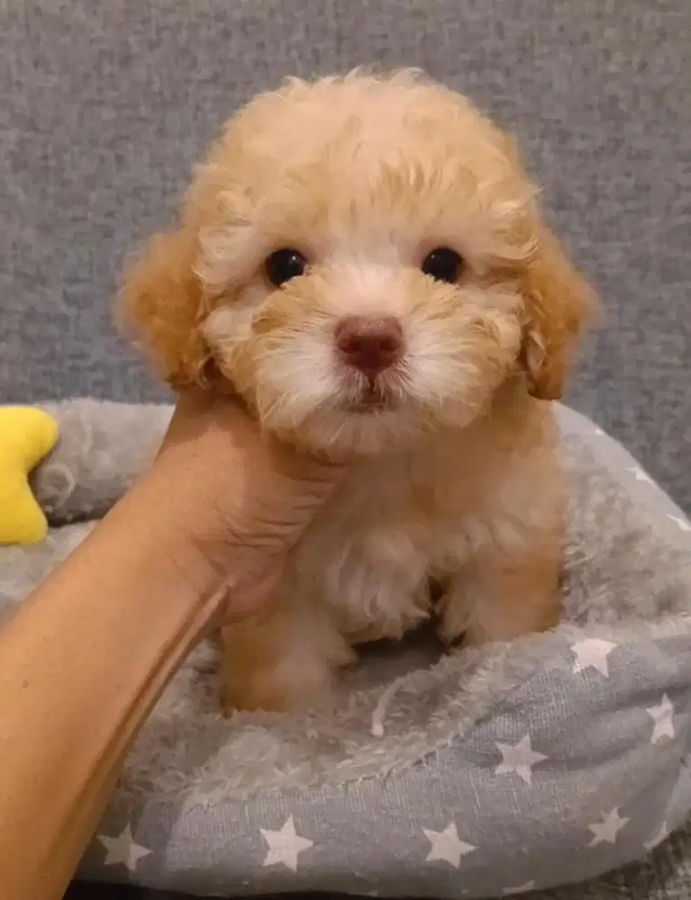 Tiny Poodle Stambum Super Quality