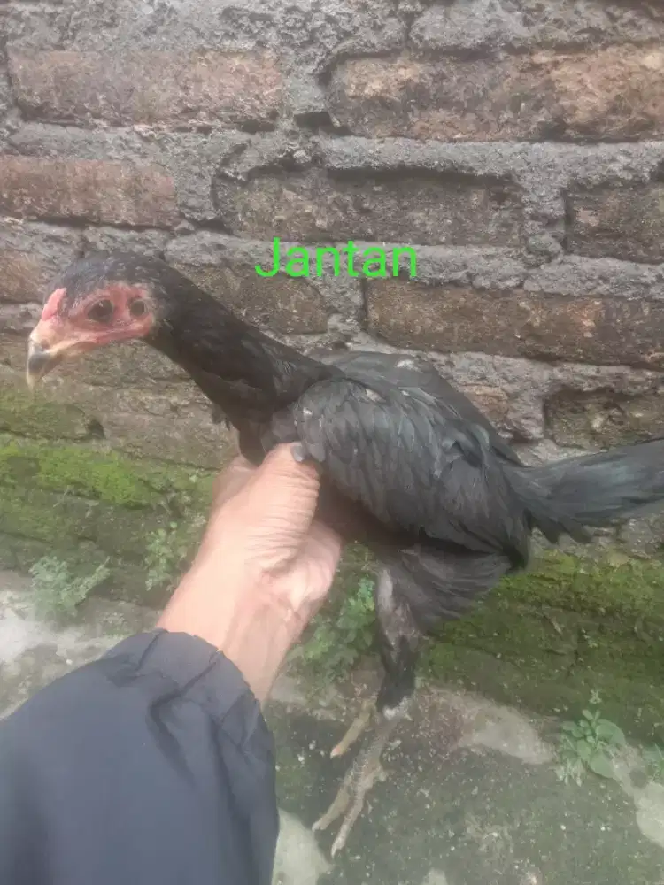 Ayam Siam bulbi 3 bulan