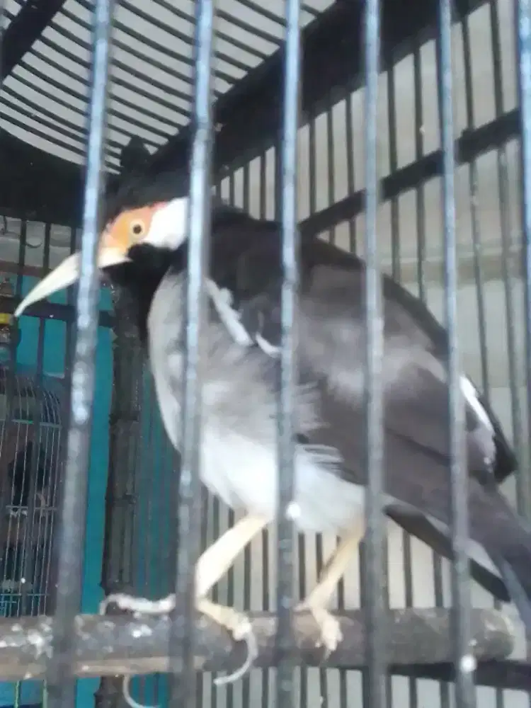 JALAK SUREN SUARA KODOK DAN AYAM BETEKOK  800 NET