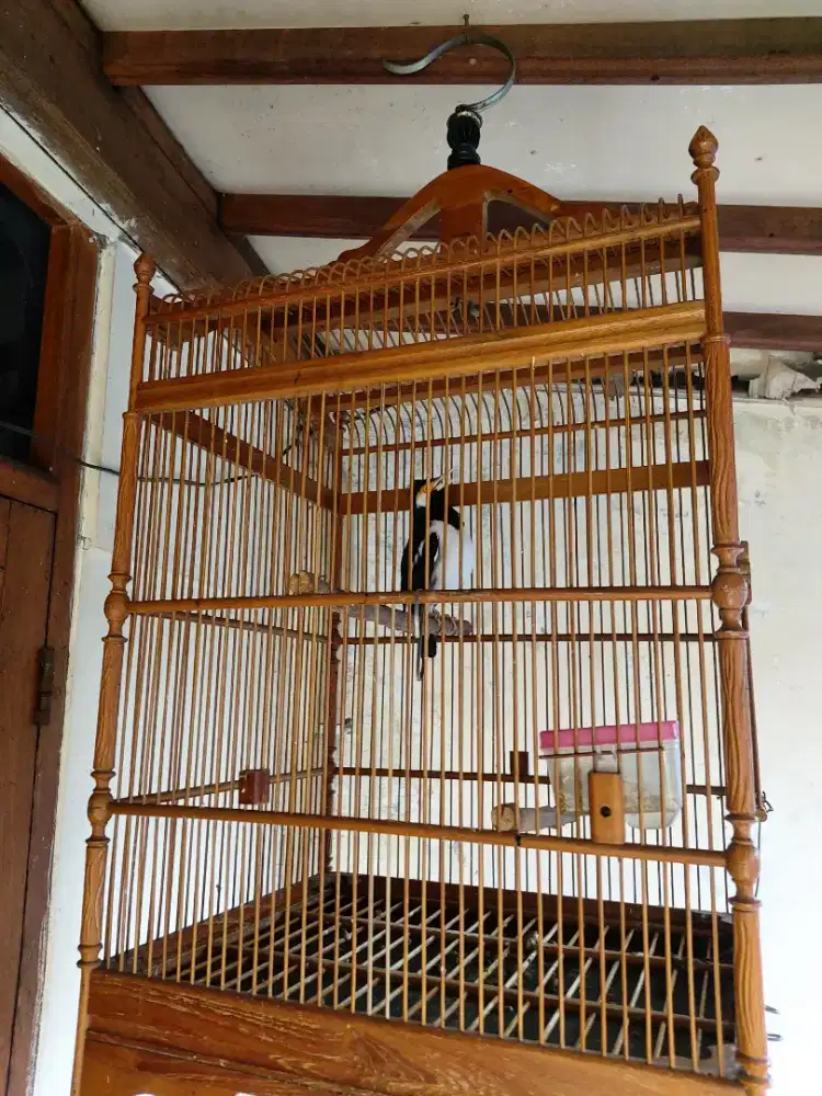 Burung jalak suren gacor sama kandang sangkar