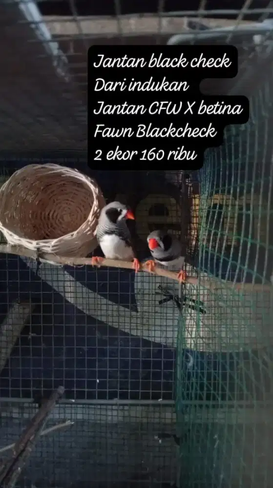 Zebra finch AUSY jantan mutasi blackcheck 2 ekor