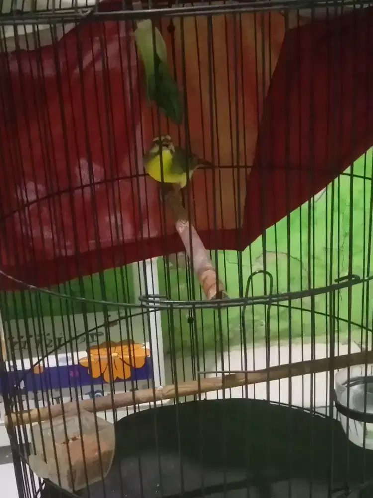 Burung mozambik