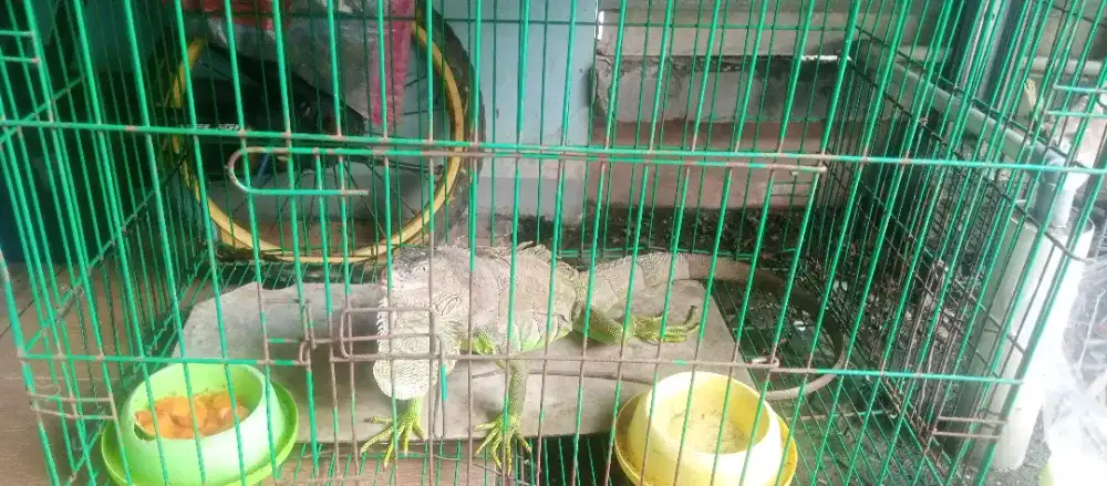 iguana mulus.no minus