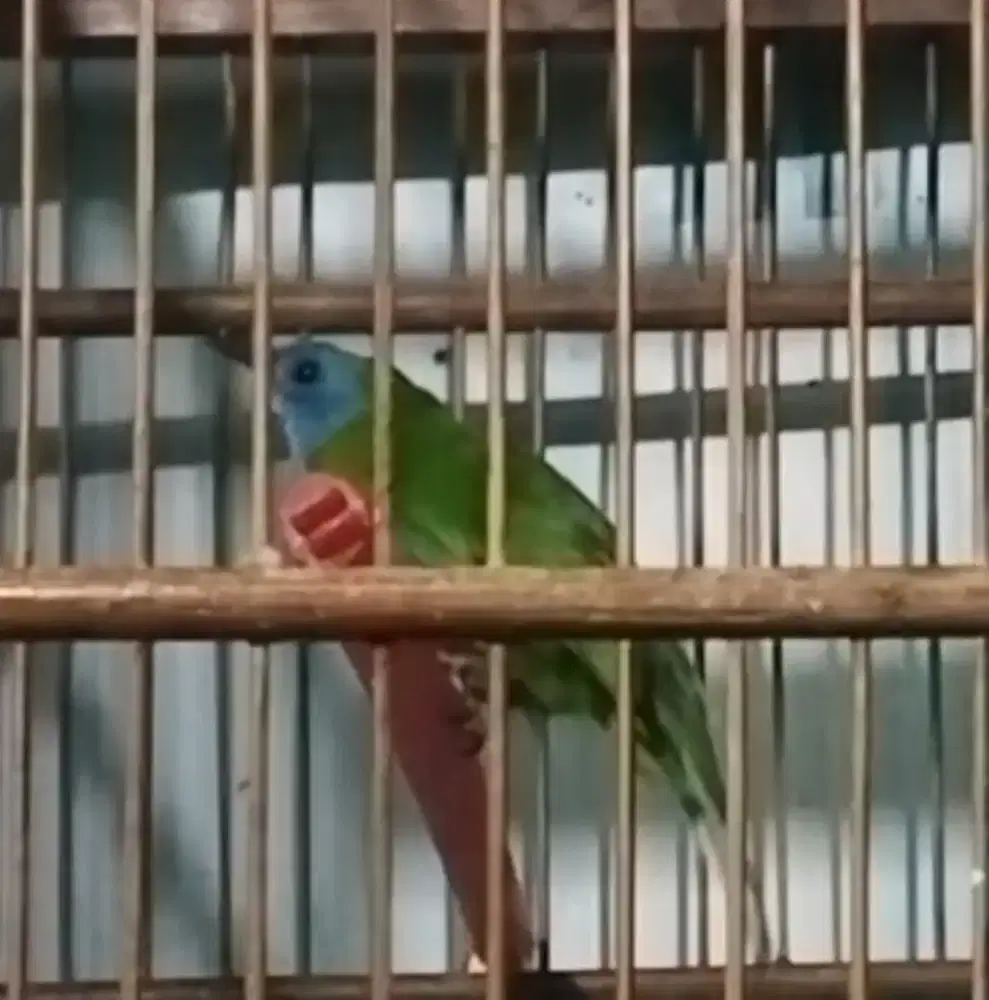 Burung kinoi udah rajin bunyi. Buat masteran murai kacer jalak anis