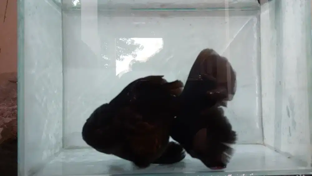 Mas Koki Berkualitas, Cocok Hias Aquarium dan Kolam