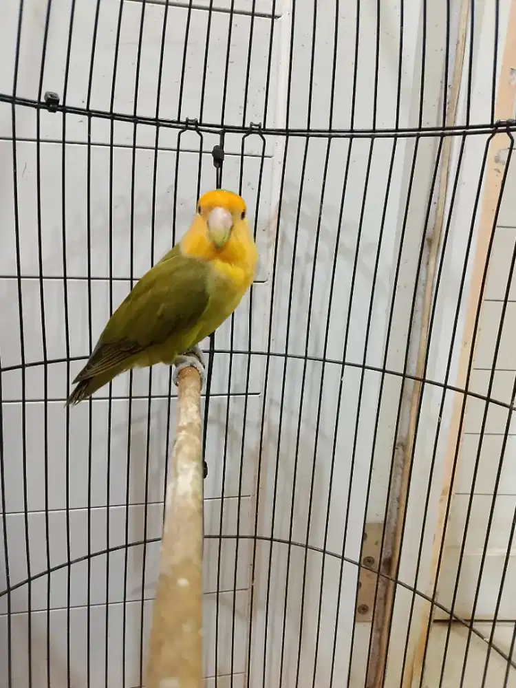 Lovebird Nonklep