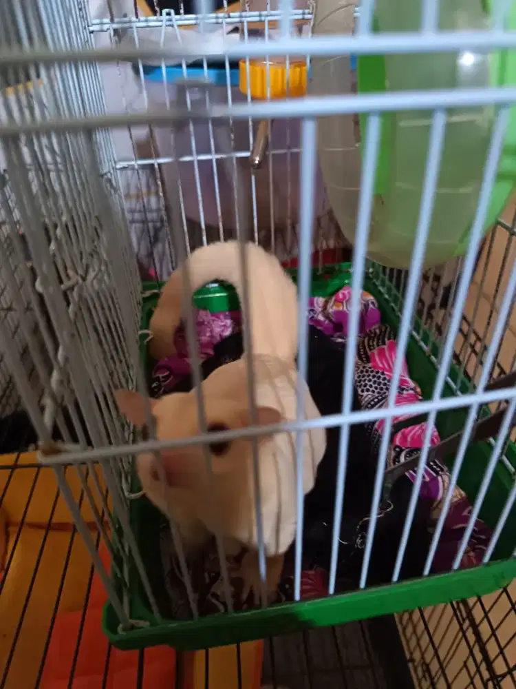 sugar glider creamino