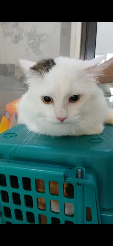 Grooming Home Service
