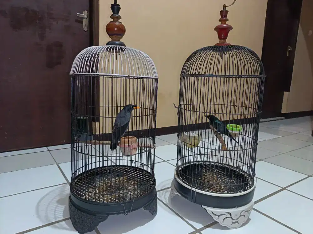 Jalak kebo dan burung hitam