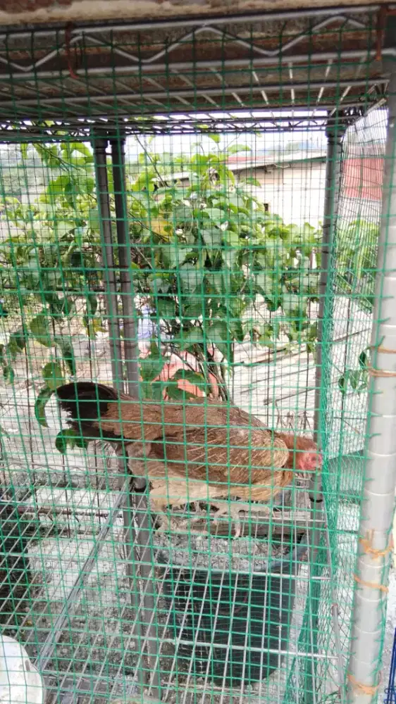 Ayam Bangkok Super
