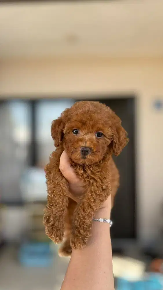 Poodle red apricot betina