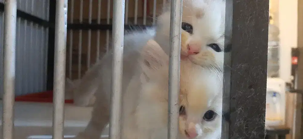 Kitten Anak Kucing Persia