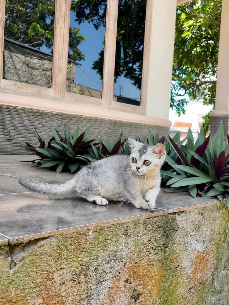 Kucing british shorthair munchkin kitten bsh