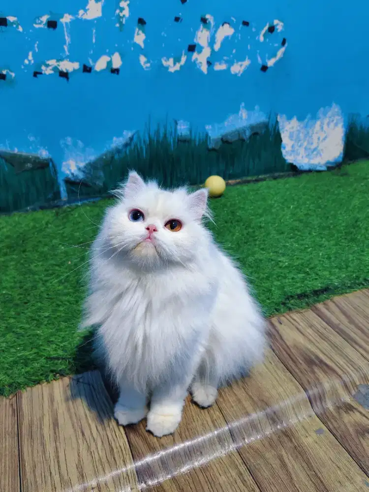KITTEN PERSIA PEAKNOSE LONGHAIR ODD EYE WHITE SOLID