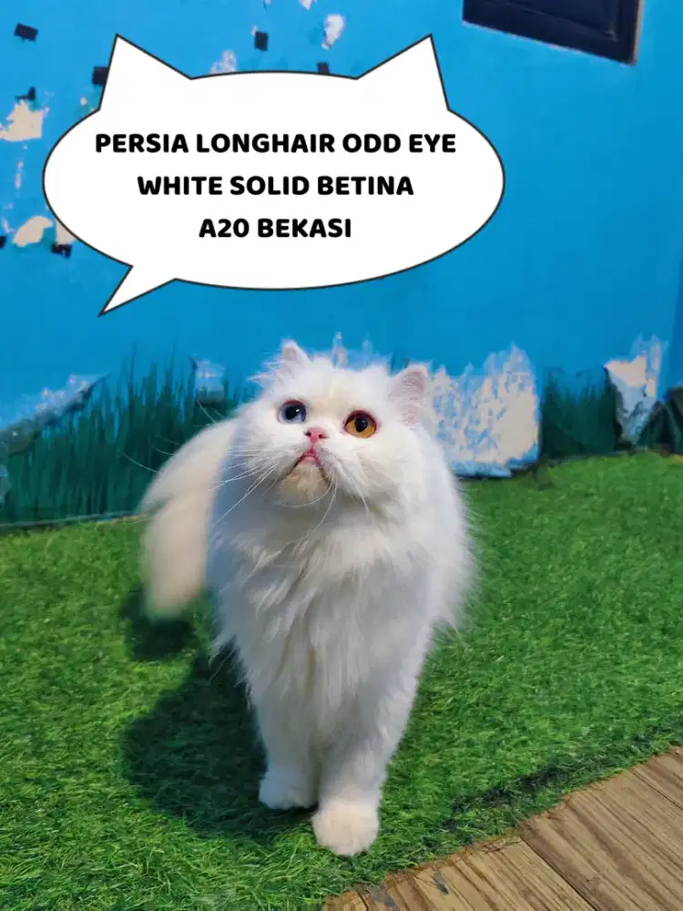 KITTEN PERSIA PEAKNOSE ODD EYELONGHAIR WHITE SOLID BETINA
