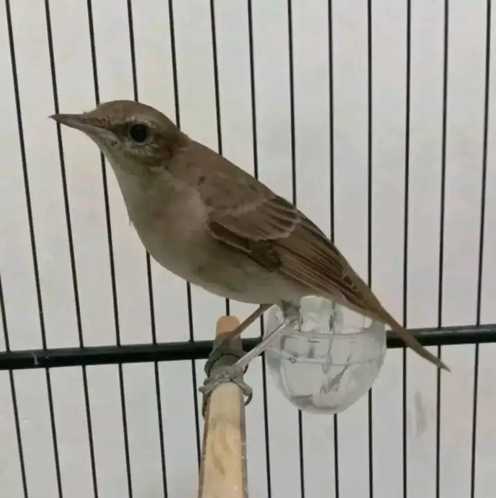 SikatanLondo jantan mulus bunyi