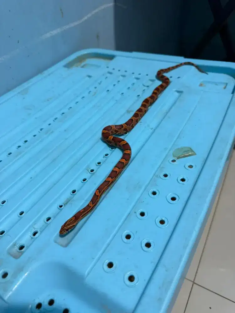 cornsnake okeetee dh fire male
