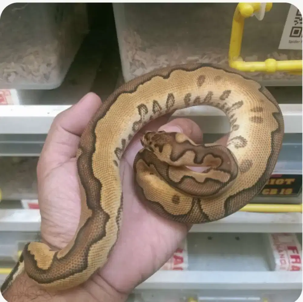 enchi cinnamon clown female