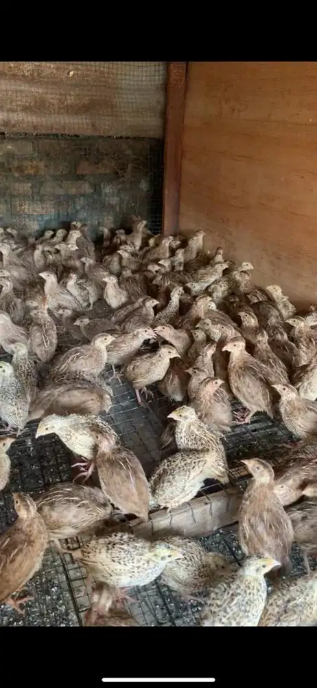 Burung puyuh betina siap telor