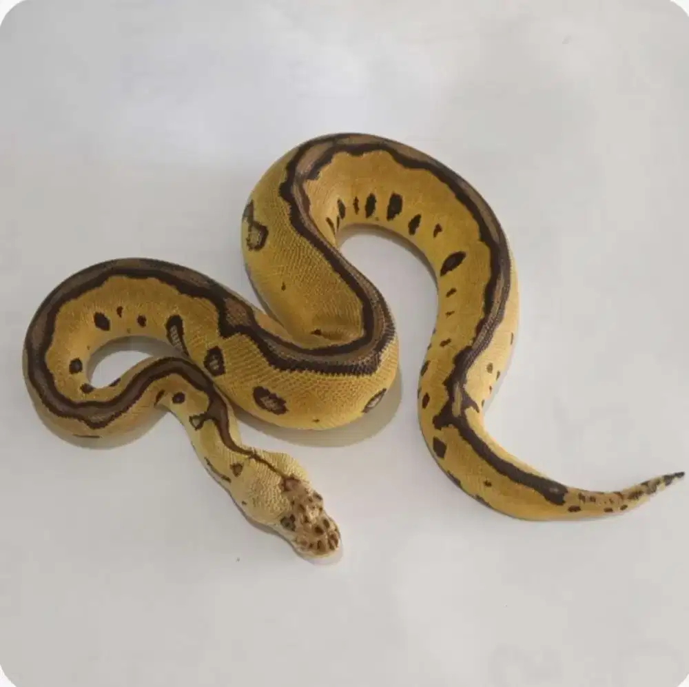 clown leopard pastel female