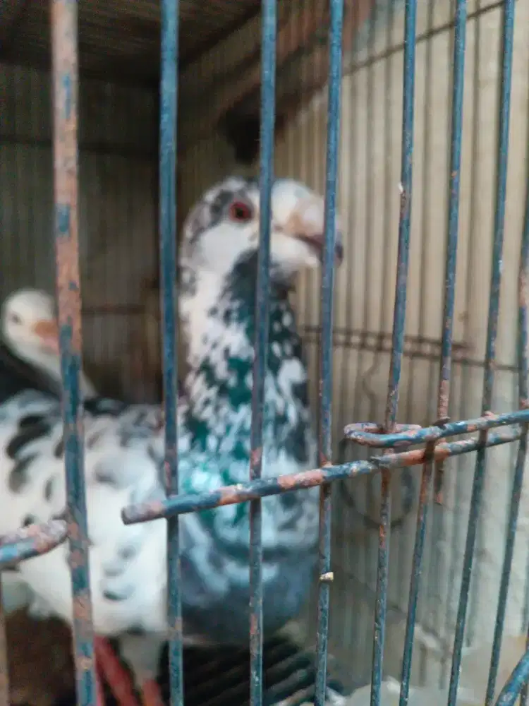 Merpati hias indukan