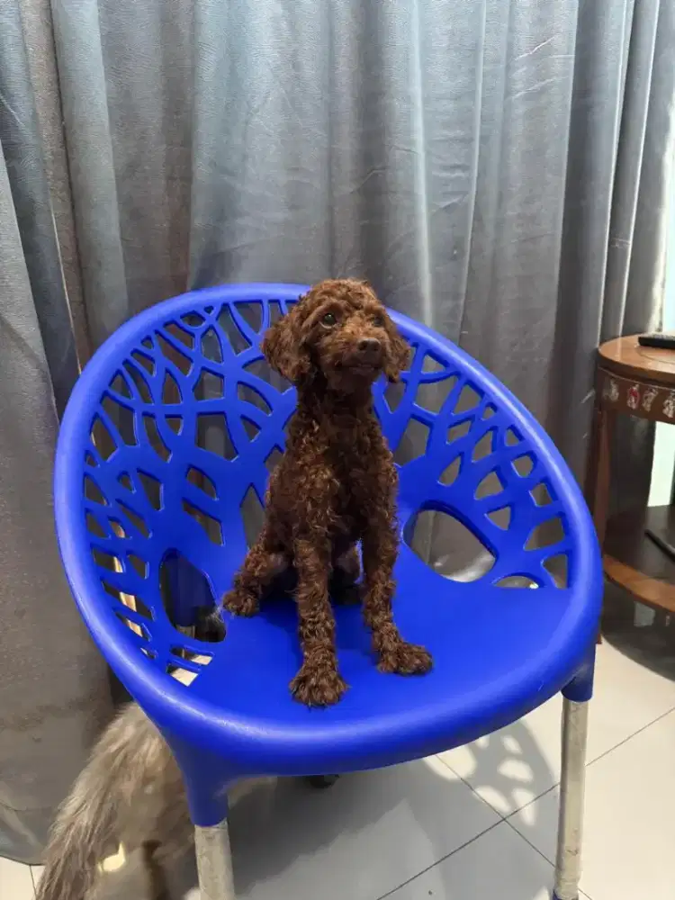 anjing poodle jantan sertifikat perkin dan vaksin