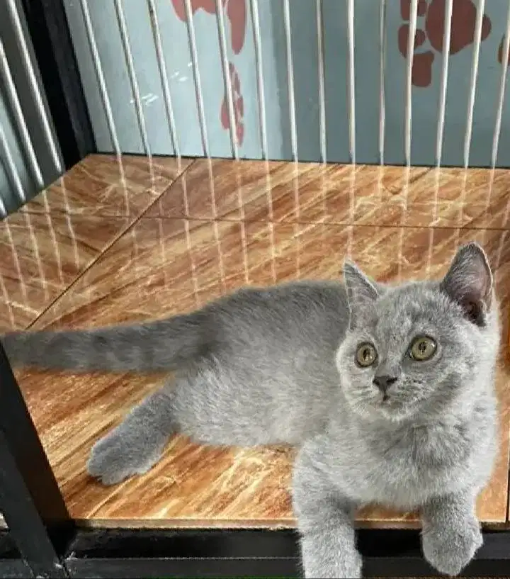 Kucing kitten British shorthaiir Bluesolid Betina