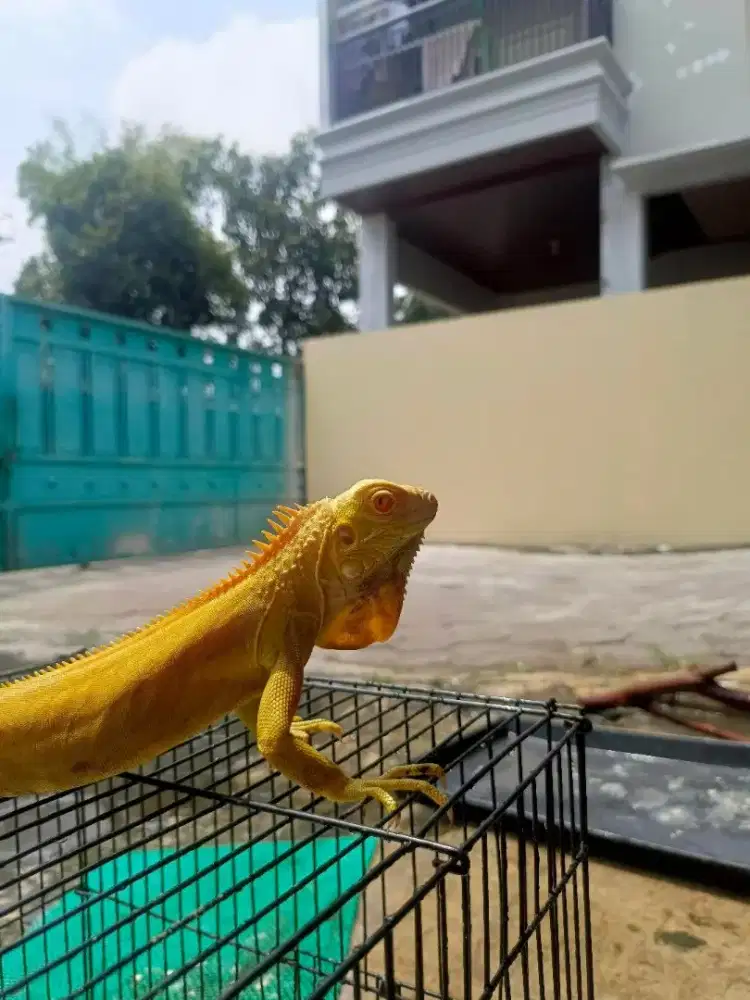 Iguana Green Albino