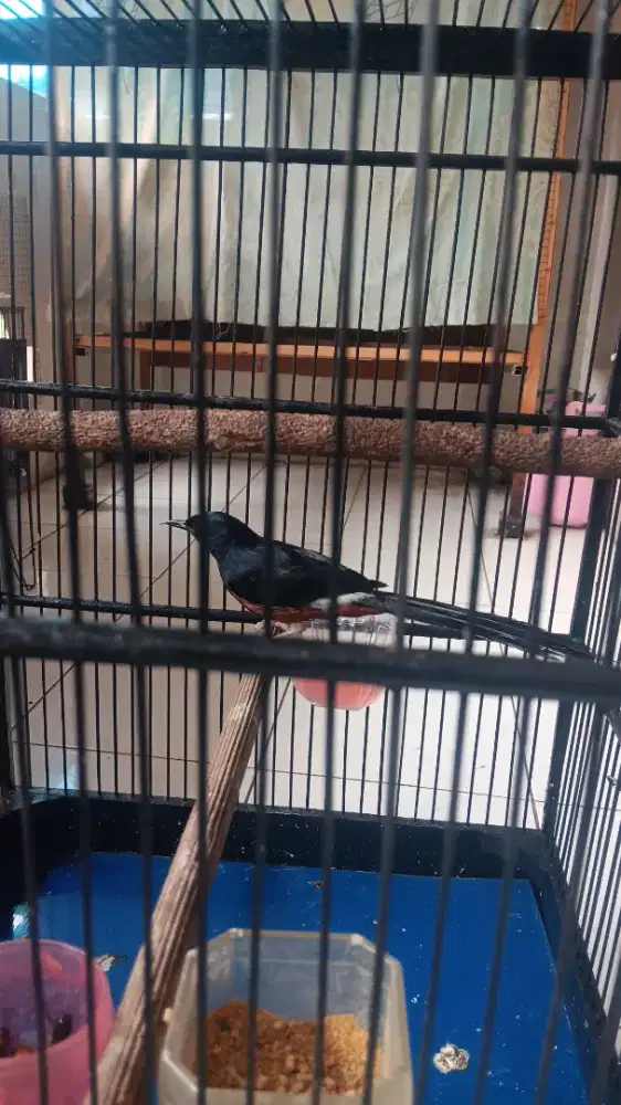 Murai Hutan PE 17/18