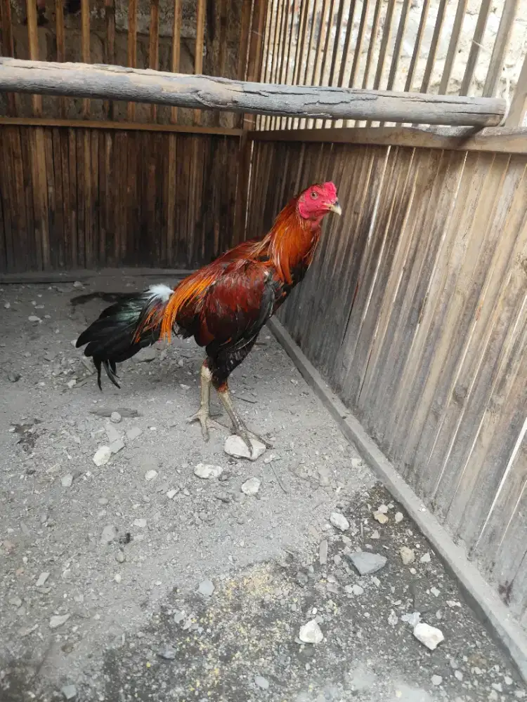 Ayam bangkok x mangon