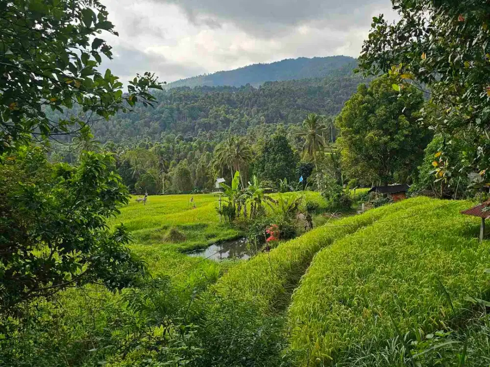 cocok Buat retreat ,perkebunan durian dan investasi