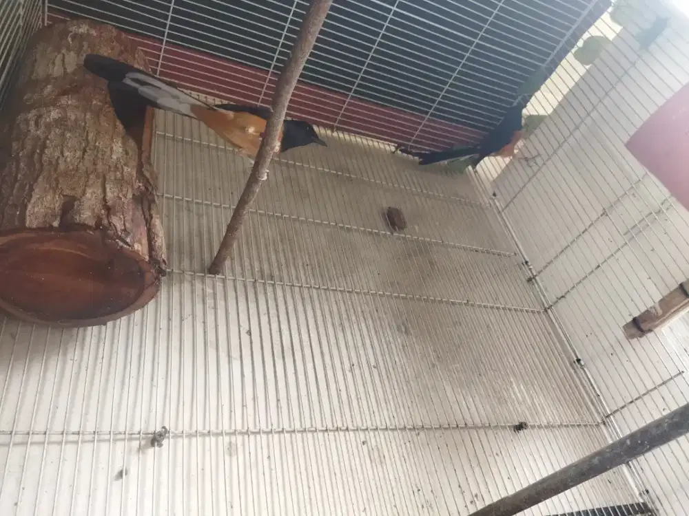 Sepasang murai produksi